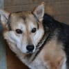 Scotty - sucht dringend ein Zuhause!