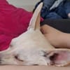 Jessie sucht ihre Familie