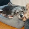 Buddy sucht ein neues Zuhause