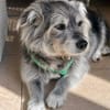Buddy sucht ein neues Zuhause