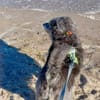 Buddy sucht ein neues Zuhause
