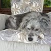 Buddy sucht ein neues Zuhause