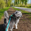 Buddy sucht ein neues Zuhause