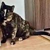 Trisha mit wunderschönen Augen