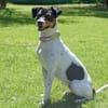 AMY-FLOH, verschmust und agil