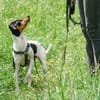 AMY-FLOH, verschmust und agil