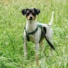 AMY-FLOH, verschmust und agil