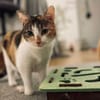 BELLA & PIXI suchen gemeinsames Zuhause