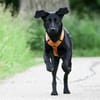 Kaya sucht liebevolle aktive Familie