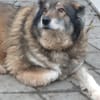 Yvette, fröhliche Hündin sucht Familie