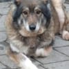 Yvette, fröhliche Hündin sucht Familie