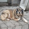 Yvette, fröhliche Hündin sucht Familie