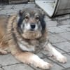 Yvette, fröhliche Hündin sucht Familie