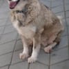 Yvette, fröhliche Hündin sucht Familie