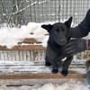 MILLIE - startklar !