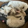 Lacy - kleines Goldstück sucht Zuhause