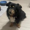 PAW liebenswerter kleiner Seniorrüde