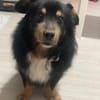 PAW liebenswerter kleiner Seniorrüde