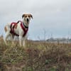 Donna - sportliche Familie gesucht