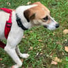 Donna - sportliche Familie gesucht