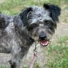 KRÜMEL -Terriermix auf 3 Pfoten-