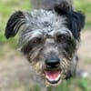 KRÜMEL -Terriermix auf 3 Pfoten-