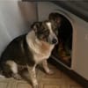 Laika sucht ihre Menschen