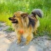 Raya ein Zwergspitz Mix Mädchen