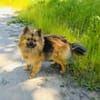 Raya ein Zwergspitz Mix Mädchen