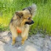 Raya ein Zwergspitz Mix Mädchen