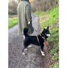 Aiko - wartet in 83052 Bruckmühl