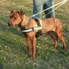 Karma, Pittbull-Terrier sucht ein Zuhaus