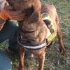 Karma, Pittbull-Terrier sucht ein Zuhaus