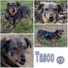 TASCO -perfekter Zweithund-