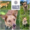 MADLYN  * tolle Hündin mit Potenzial