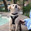 Maja sucht ein neues Zuhause