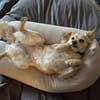 Maja sucht ein neues Zuhause
