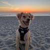Maja sucht ein neues Zuhause