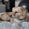 Maja sucht ein neues Zuhause