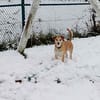 MOCCA -sucht ein hundeerfahrenes Zuhause