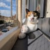 Liebes Katzenmädel Roma (ALO) Stuttgart