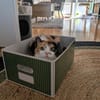 Liebes Katzenmädel Roma (ALO) Stuttgart