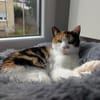 Liebes Katzenmädel Roma (ALO) Stuttgart