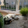 Liebes Katzenmädel Roma (ALO) Stuttgart