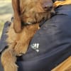 Sara aufgeschlossen lieb in Pflegestelle