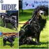 INDIE -lebensfroh, verschmust & agil-