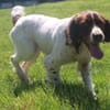 Myrtille
