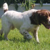 Myrtille