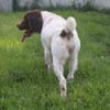 Myrtille