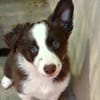 Achille